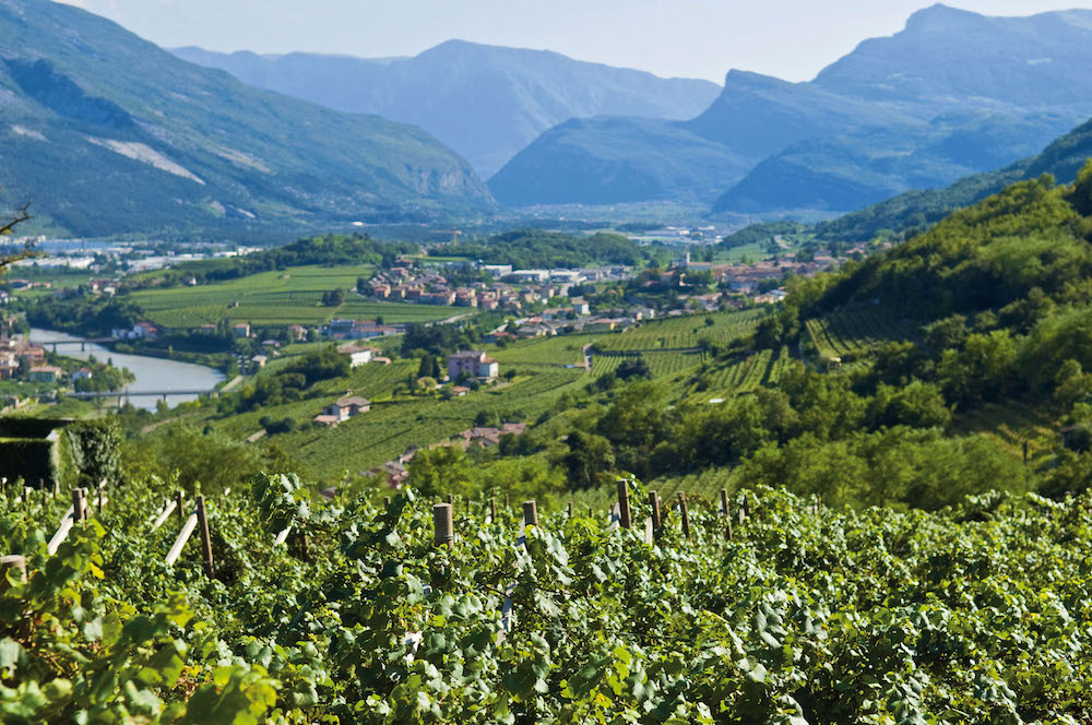 Enologia E Viticoltura Di Montagna Alto Adige Innovazione